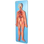 Sistema-Circulatorio-Luxo-Center-Medical