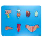 Sistema-Endocrino-Center-Medical