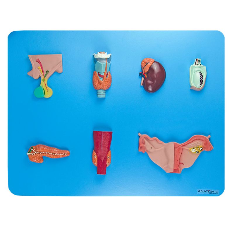 Sistema-Endocrino-Center-Medical