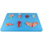 Sistema-Endocrino-Center-Medical