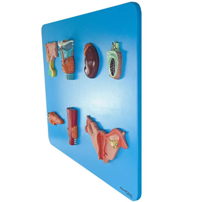 Sistema-Endocrino-Center-Medical