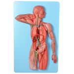 Sistema-Linfatico-em-Placa-Center-Medical