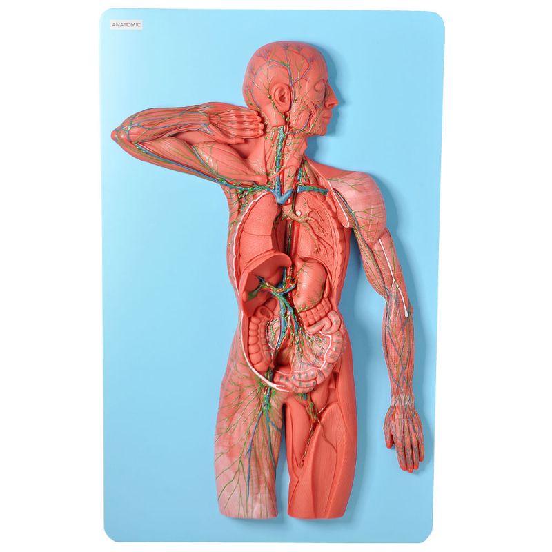 Sistema-Linfatico-em-Placa-Center-Medical