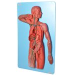 Sistema-Linfatico-em-Placa-Center-Medical