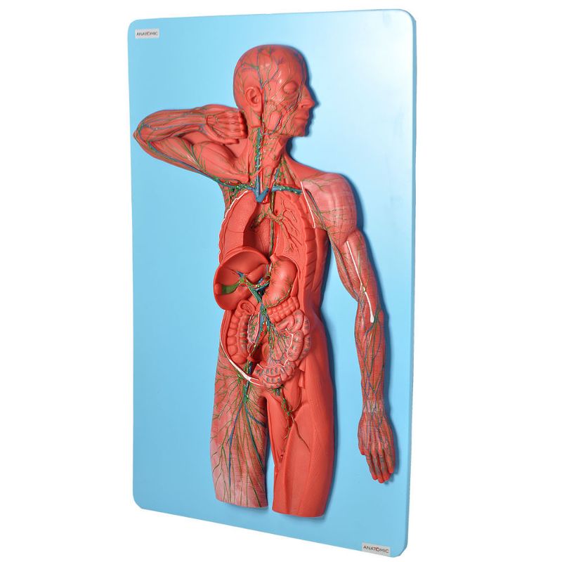 Sistema-Linfatico-em-Placa-Center-Medical