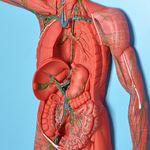 Sistema-Linfatico-em-Placa-Center-Medical