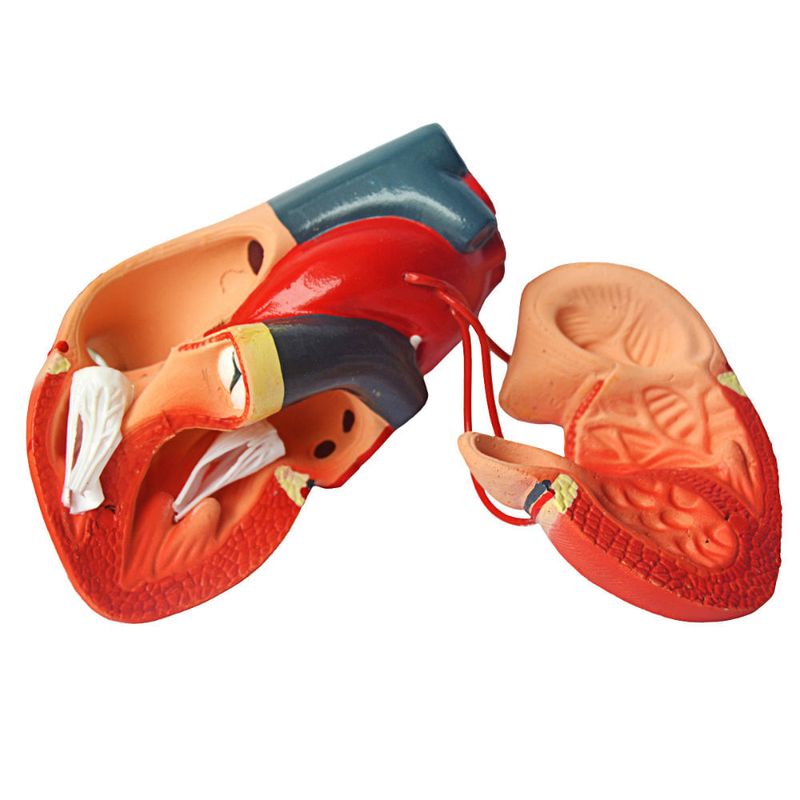 Coracao-com-Pontagem-Coronaria-Center-Medical