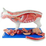 Anatomia-do-Gato-Center-Medical