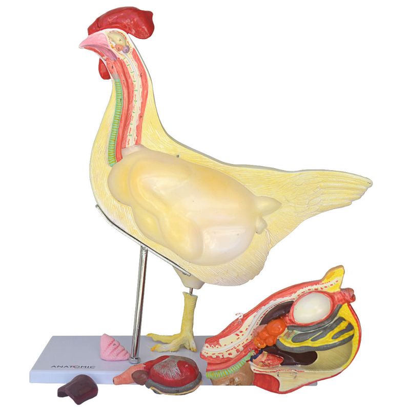 anatomia-da-galinha..centermedical.com.br