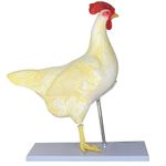 anatomia-da-galinha...centermedical.com.br