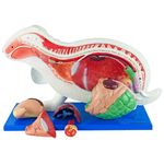 Anatomia-do-Coelho-Center-Medical