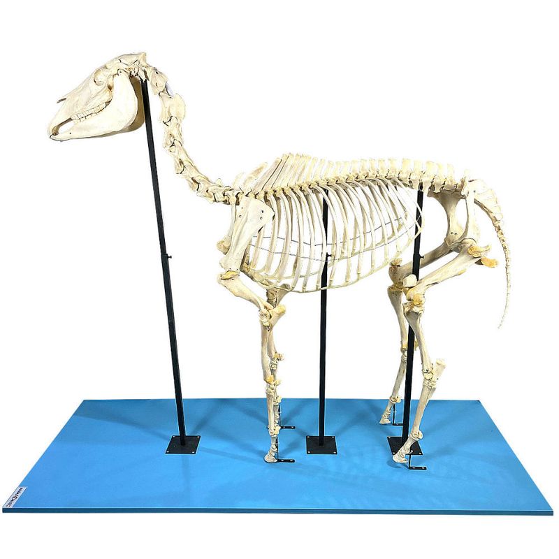 Esqueleto-de-Cavalo-em-Tamanho-Natural-Center-Medical