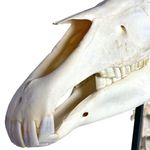 Esqueleto-de-Cavalo-em-Tamanho-Natural-Center-Medical