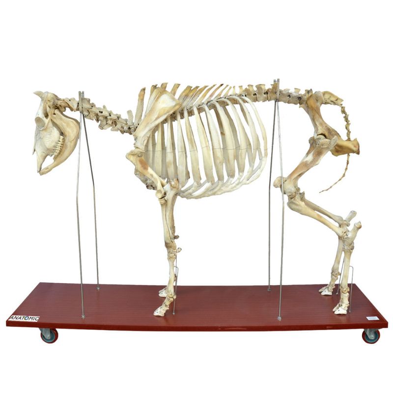 Esqueleto-da-Vaca-em-Tamanho-Natural-Center-Medical