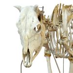 Esqueleto-da-Vaca-em-Tamanho-Natural-Center-Medical