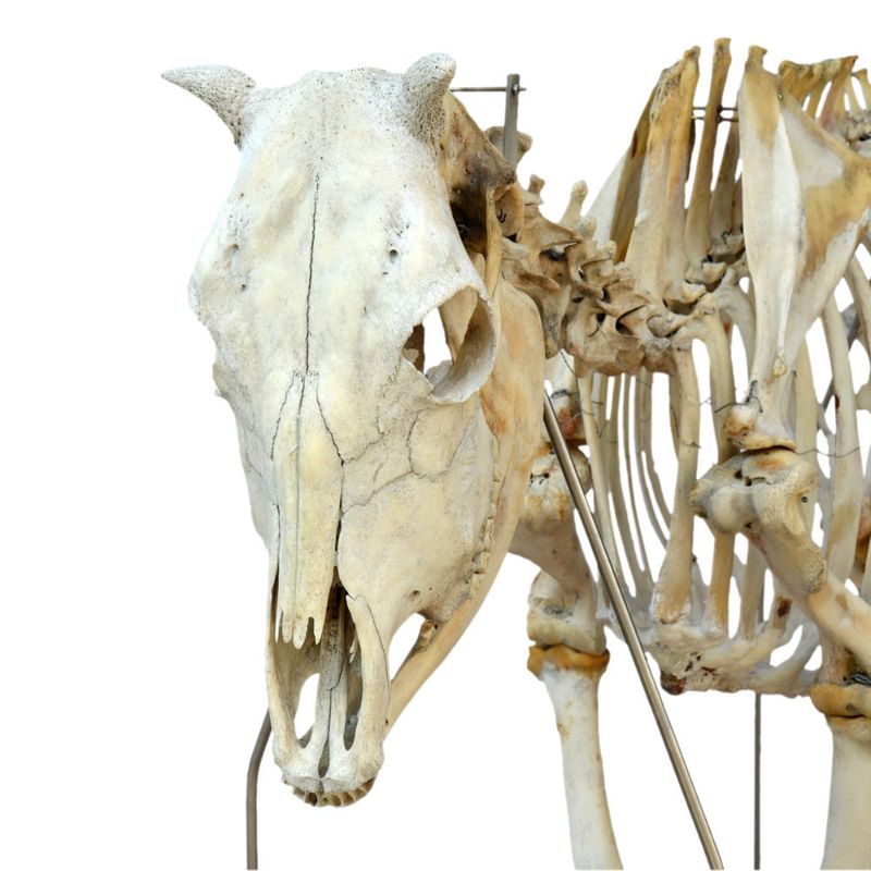 Esqueleto-da-Vaca-em-Tamanho-Natural-Center-Medical