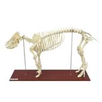 Esqueleto-do-Porco-em-Tamanho-Natural-Center-Medical