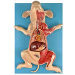 Anatomia-do-Porco-em-Placa-Center-Medical