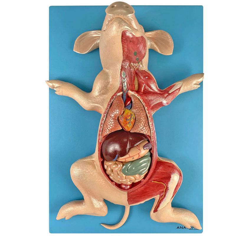 anatomia-do-porco-em-placa..centermedical.com.br