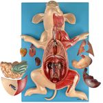anatomia-do-porco-em-placa...centermedical.com.br