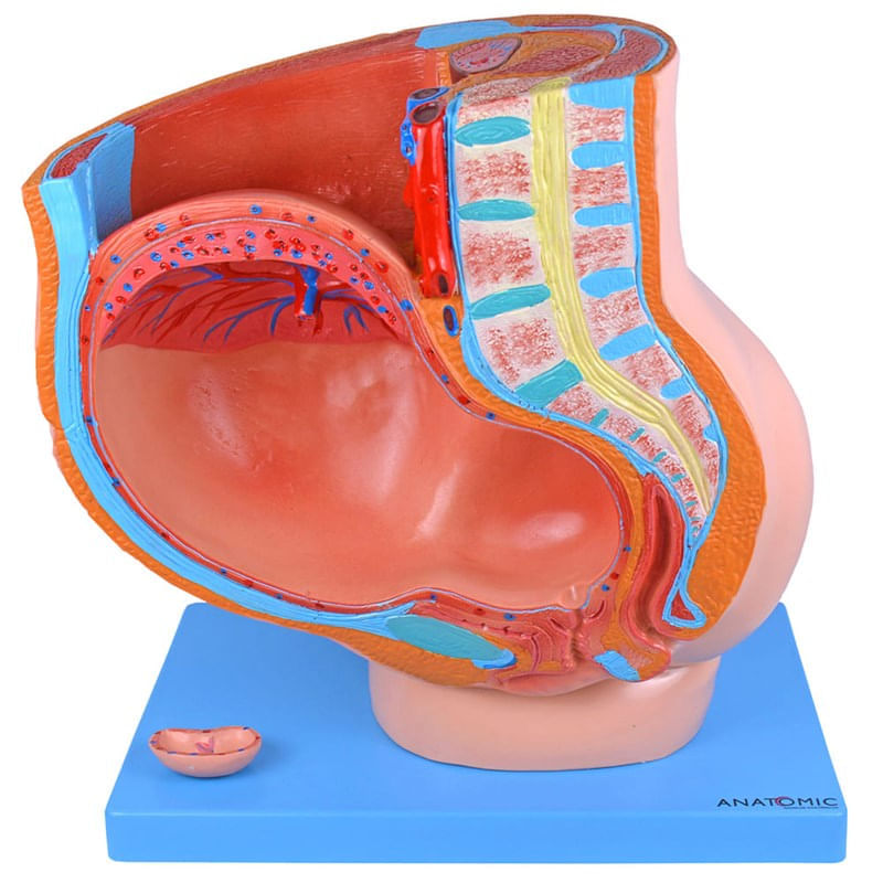 Pelve-de-Gravidez-em-4-Partes-Center-Medical