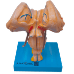 Tronco-Encefalico-Center-Medical1