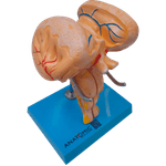 Tronco-Encefalico-Center-Medical3