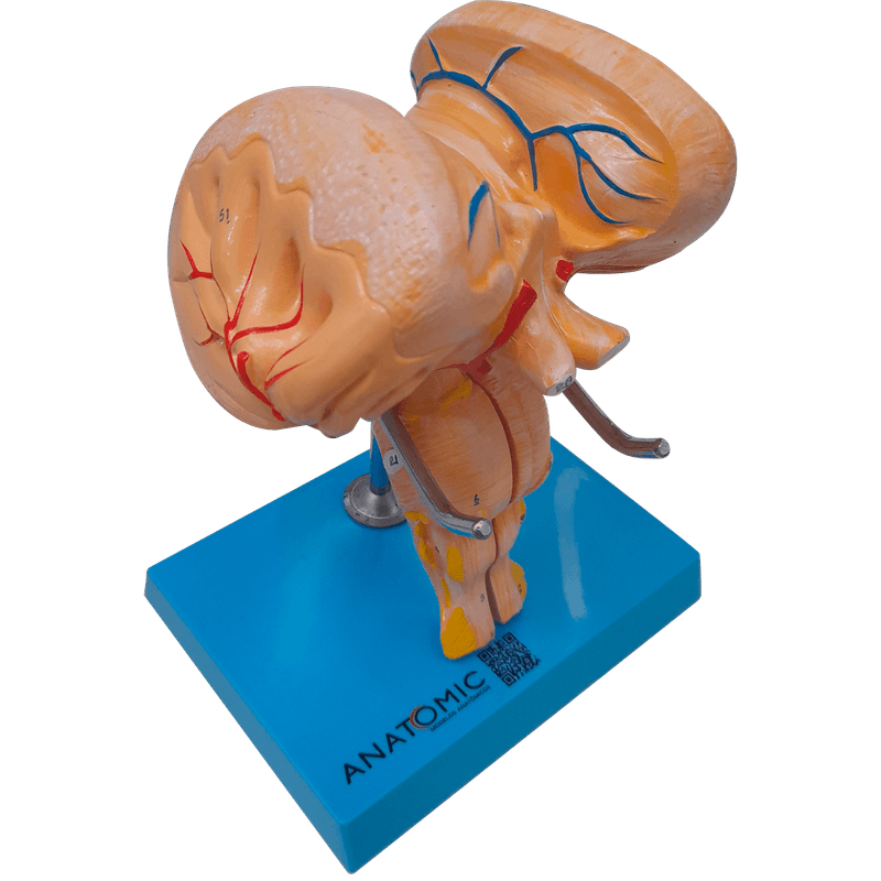 Tronco-Encefalico-Center-Medical3