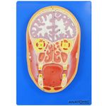 modelo-de-cabeca-corte-frontal-anatomic.centermedical.com.br