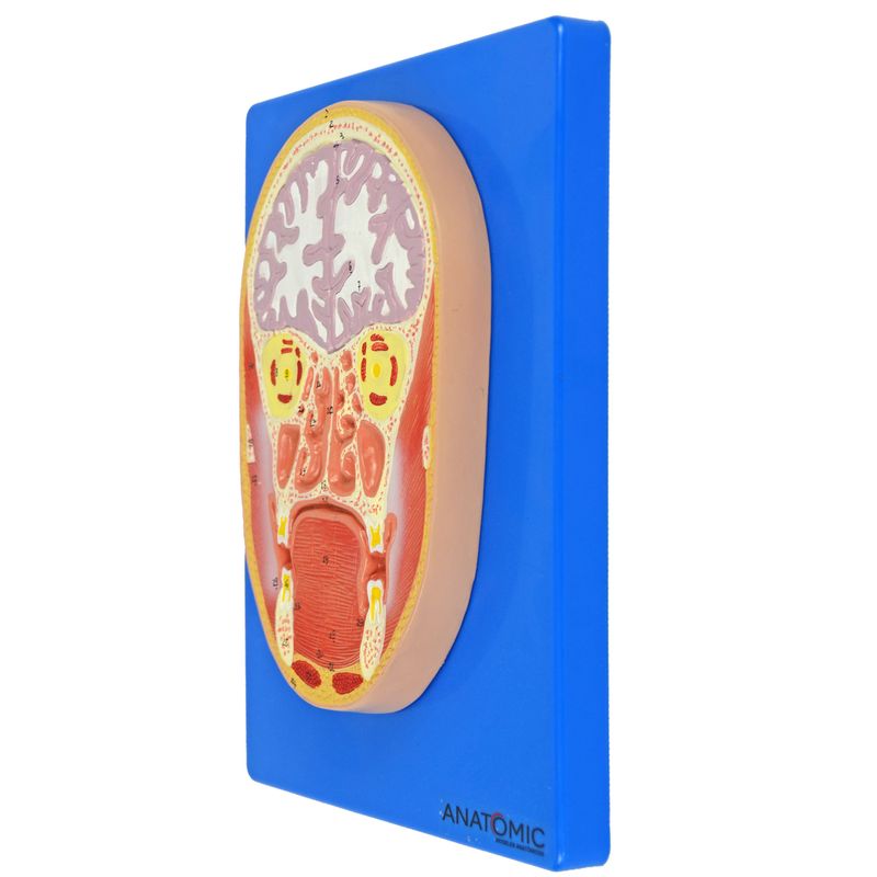 modelo-de-cabeca-corte-frontal-anatomic.centermedical.com.br1