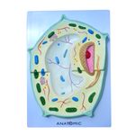 Celula-Vegetal-Ampliada-Center-Medical1