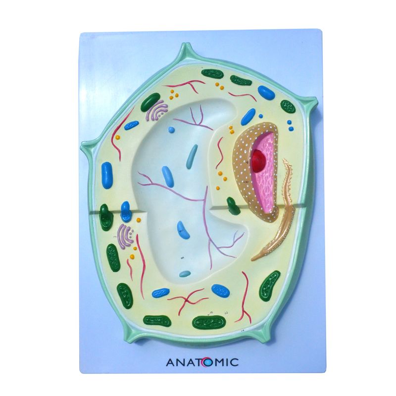 Celula-Vegetal-Ampliada-Center-Medical1