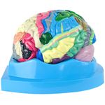 cerebro-c-regiao-funcional-do-cortex.centermedical.com.br