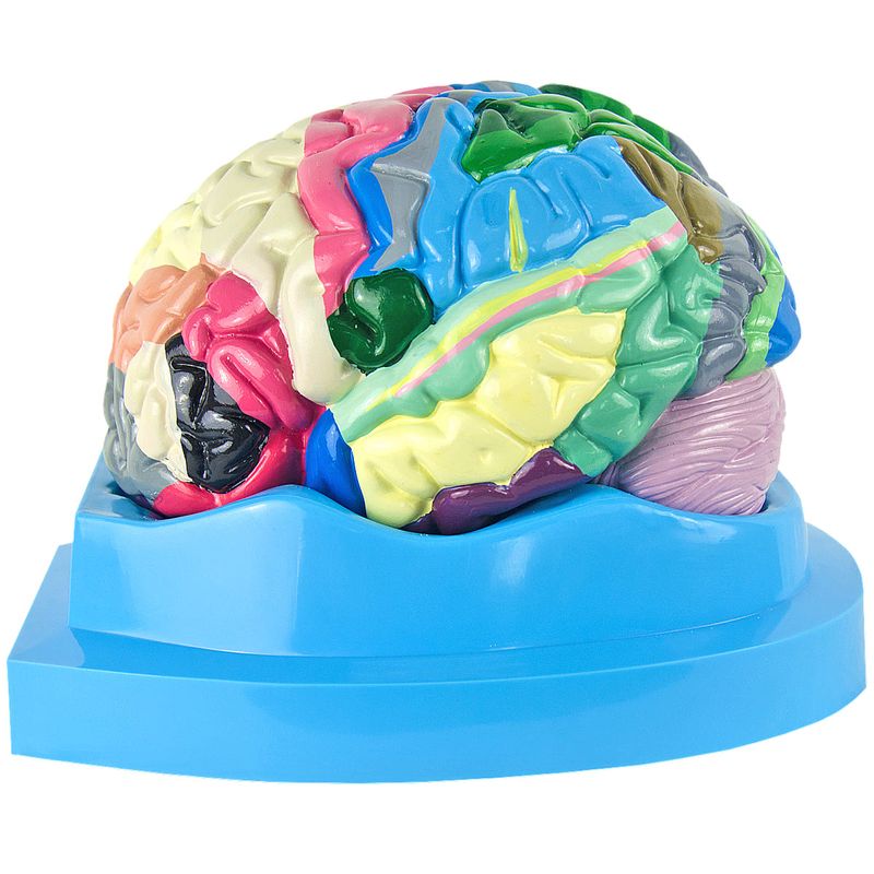 cerebro-c-regiao-funcional-do-cortex.centermedical.com.br