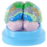 cerebro-c-regiao-funcional-do-cortex.centermedical.com.br1