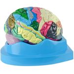cerebro-c-regiao-funcional-do-cortex.centermedical.com.br2