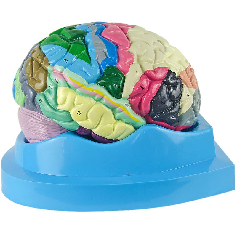 cerebro-c-regiao-funcional-do-cortex.centermedical.com.br2