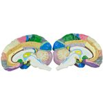 cerebro-c-regiao-funcional-do-cortex.centermedical.com.br3