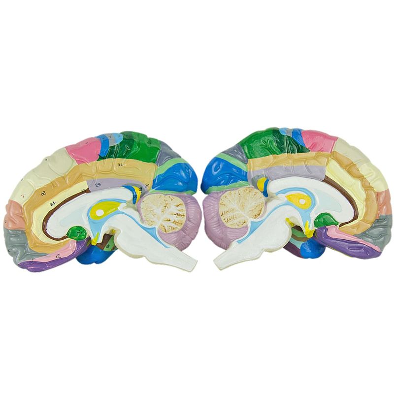 cerebro-c-regiao-funcional-do-cortex.centermedical.com.br3