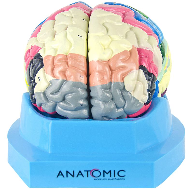 cerebro-c-regiao-funcional-do-cortex.centermedical.com.br4