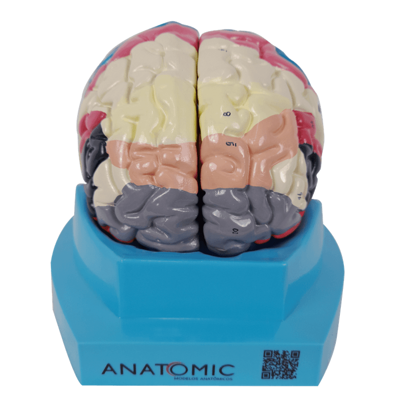 cerebro-c-regiao-funcional-do-cortex.centermedical.com.br6