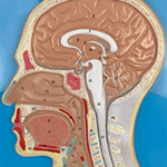 Cabeca-em-Corte-Sagital-e-Frontal-Center-Medical