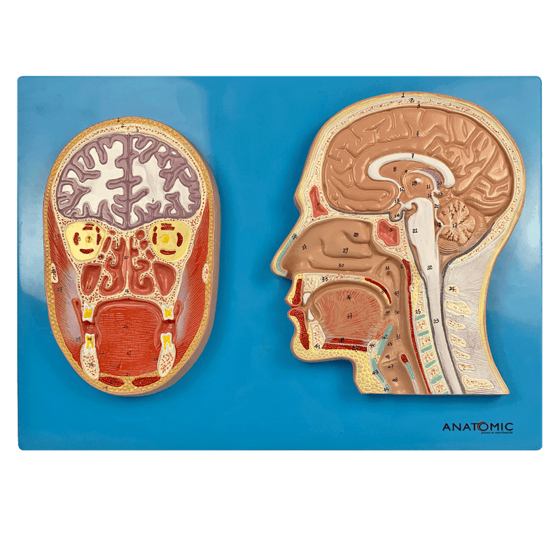 Cabeca-em-Corte-Sagital-e-Frontal-Center-Medical2