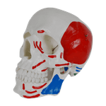 Cranio-Numerado-c--Origem-e-Insercao-Muscular-2-partes-Center-Medical