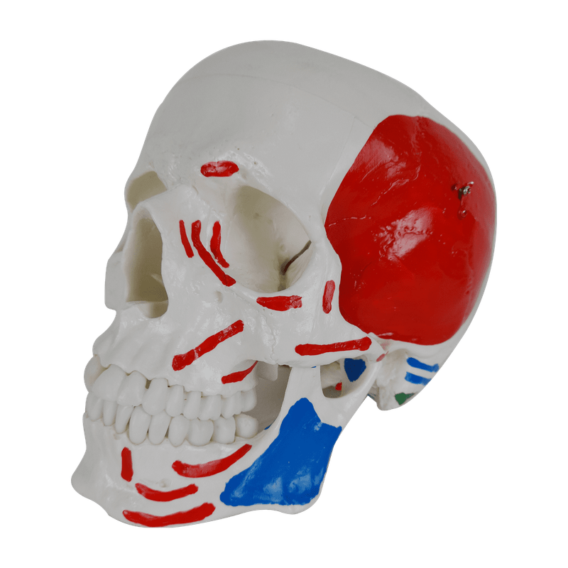 Cranio-Numerado-c--Origem-e-Insercao-Muscular-2-partes-Center-Medical