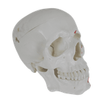 Cranio-Numerado-c--Origem-e-Insercao-Muscular-2-partes-Center-Medical1