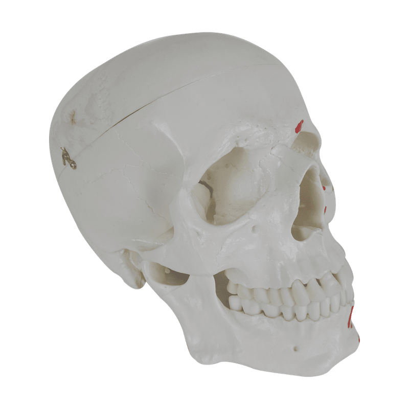Cranio-Numerado-c--Origem-e-Insercao-Muscular-2-partes-Center-Medical1