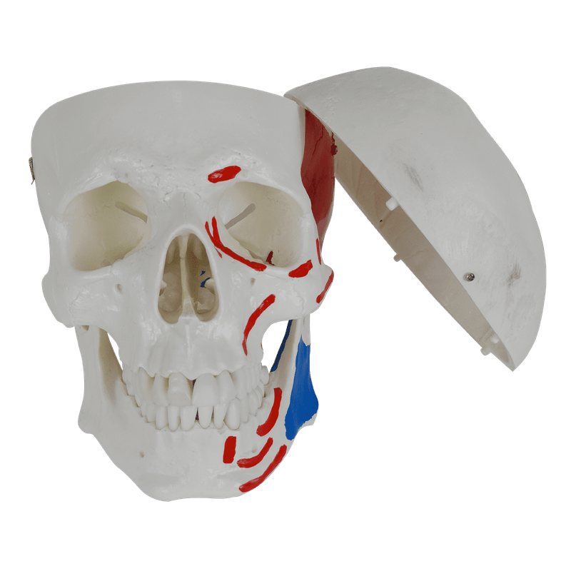 Cranio-Numerado-c--Origem-e-Insercao-Muscular-2-partes-Center-Medical2
