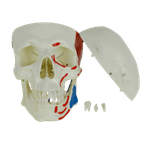 Cranio-Numerado-c--Origem-e-Insercao-Muscular-2-partes-Center-Medical3