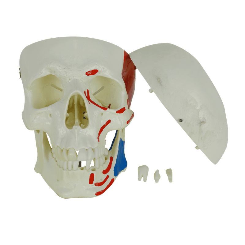 Cranio-Numerado-c--Origem-e-Insercao-Muscular-2-partes-Center-Medical3
